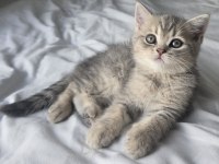 Minik Pamuk Gibi Yavrularımız British Longhair