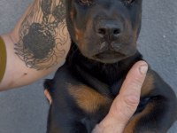 Şecereli European Doberman