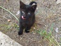 ACİL YUVA KEDİMİZE
