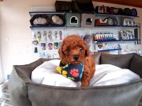 Orjinal toy ve minyatür toy poodle köpeği