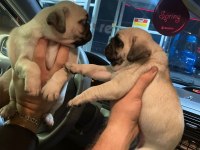 Muhteşem Pug Mops Bebekler