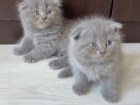 Scottish fold yavru kedimiz