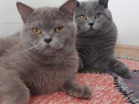 Ücretsiz sahiplendirilecekdir british shorthair