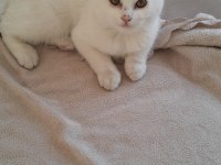 British shorthair uygun kedimiz