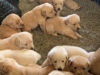 KÜT BURUNLU GOLDEN RETRİEVER BEBEKLER
