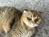 Scottish fold dişi