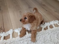 Pufy (maltipoo) kızımız yuvasını arıyor