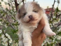 En Uyguna En Kaliteli Pomeranian