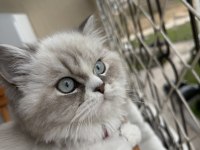 2 yaşında aşırı uysal ragdoll
