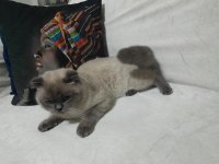 1.5 yaşın da scottish fold aşıları yapılmış