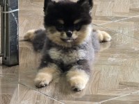 Orjinal ırk ve sağlık garantili pomeranian boo yavrularımız
