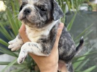 2 dişi 1 erkek pug