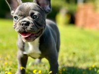 French Bulldog Yavruları ÇİFTLİKTEN   