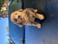 Güzel toy poodle bebekler teslime hazır