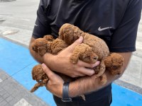 Toy poodle köpeğimiz