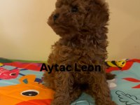 Kısa Burun Kore Minik Erkek Toy Poodle (Gerçek TOY)