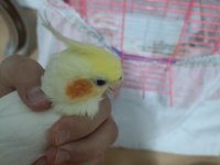 Evcil 2 kelime konuşan 5 aylık lutino sultan papağanı