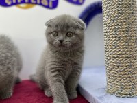 K9 AVRUPA ÇİFTLİĞİNDEN BRTİSH VE SCOTTİSH YAVRULARI