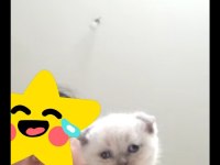 Güzel dişi scottish fold yavrum