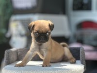 SCRLİ ANNE BABA - IRK VE SAĞLIK GARANTİLİ - YURT DIŞI PUG