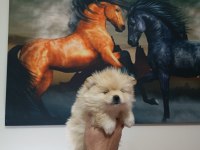 Pomeranian yavrular