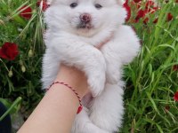 2 aylık pomeranian yavrular