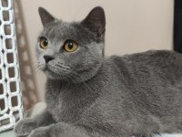 Tatlı british shorthair kızımıza yuva arıyoruz