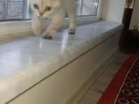 Kırşehir içi 3,5 aylık british shorthair