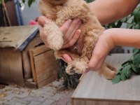 TOY POODLE YAVRULAR İZMİR