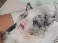 Sağlıklı safkan border collie yavrular