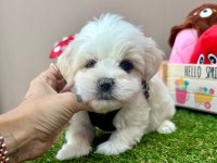 Korea Maltese terrier baby cep boy