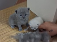 Blue Point Ve Duman Rengi Kediler Son 3