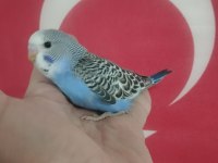 Yavru muhabbet kuşları