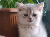 British longhair yavrularımız