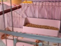 Çift Goldian finch (Gökkuşağı İspinozu)