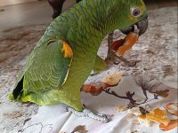 BLUE FRONT AMAZON PAPAĞANI ÜST DÜZEY