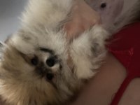 Yavru Pomeranian boo