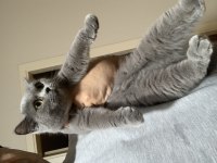 Show Kalite Safkan British Shorthair Yavrular