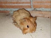 Guinea pig ve Tavşan uygun fiyata Türkiyenin her yerine