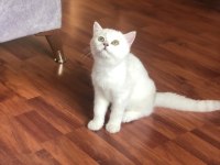 Ev ortamı safkan anne baba şecereli scottish yavrular