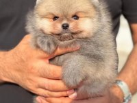 AYI SURAT ORANGE POMERANİAN