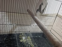Heavy pied sultan papağanı