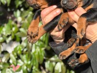 Şecereli doberman yavrularım