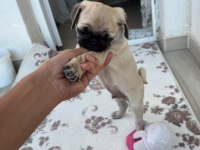 2 Aylık yavru pug orijinal erkek