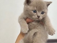 British Shorthair Oğluşum