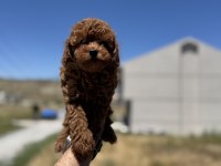 Ankaranın en seçkin kore toy poodle yavruları