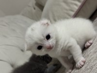 19.04.2025 doğumlu scottish fold kediler