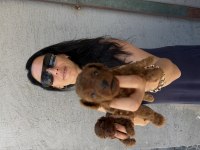 Toy Poodle Yavrularım Sağlık Ve Irk Garantilidir