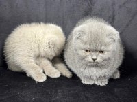 Koca kafa scottish fold bebekler