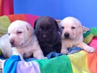 Asil Labrador Yavrularımız
